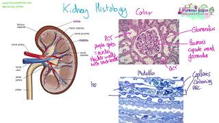 Kidney histology  Revision for Biology ALevel [upl. by Fonsie851]