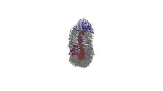 3D structure of mitotic chromosomes [upl. by Rollie]