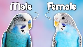 How to Tell if Your Budgie is a MALE or FEMALE [upl. by Atibat895]