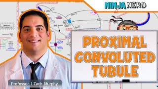 Renal  Proximal Convoluted Tubule [upl. by Rudolf]