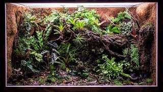 My 180 Gallon Vivarium is Taking Shape [upl. by Ahsinauj189]