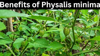 5 Health benefits of physalis angulata  Native gooseberry [upl. by Forbes553]