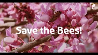 World bee day  Teleperformance Greece [upl. by Aerdnak899]