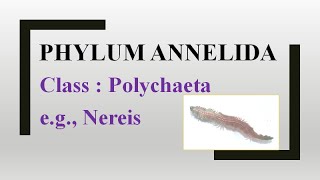 Phylum Annelida Class Polychaeta eg Nereis [upl. by Draned]