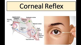 Pupillary light reflex and Accommodation reflex [upl. by Miahc327]