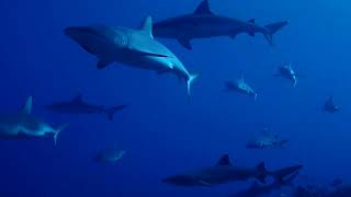 A Shark Parade grey sharks and white tips [upl. by Langham]