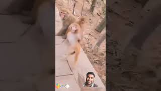 short of dancing monkey bander🤣🤣🤣youtubeshorts video [upl. by Ellohcin316]