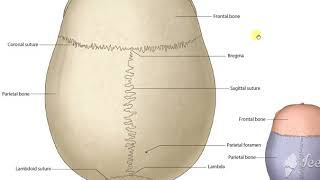 Norma Verticalis [upl. by Bertila]