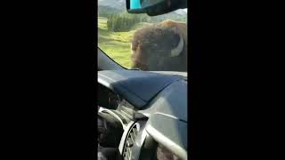 Bison rams car in Yellowstone yellowstone yellowstonenationalpark nationalparkservice [upl. by Acirederf83]