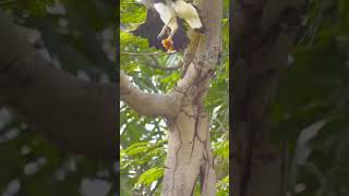 Greyheaded Fish Eagle 灰头渔雕 sonyrx100vii Vol 10 sonya wildlife sgbirds nature sony200600 [upl. by Aceissej]