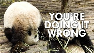 Pandas Are Worse at Sex Than You [upl. by Yblehs]