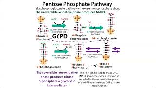 The Pentose Phosphate Pathway HMP shunt amp G6PD deficiency Favism [upl. by Dorcus815]