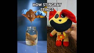 How stingray stings plushies plush catnap dogday smilingcritters sciencefacts facts [upl. by Eniotna]