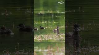 Following Mama Adorable Ruddy Ducklings Take Their First Swim [upl. by Gusta163]