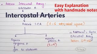 Intercostal Arteries  Course Relations  Arterial Supply of thorax  Thorax Anatomy [upl. by Vachel]