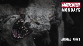 Madchild  Animal Fight Produced by CLance MadchildMondays [upl. by Koh]