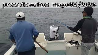 PESCA DE WAHOO MAYO 8 2024 [upl. by Lehcyar810]