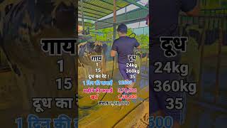 Desi cow dairy farm business gir cow MP new dairy farm set how to start dairyfunny cow farm [upl. by Ecirtak]