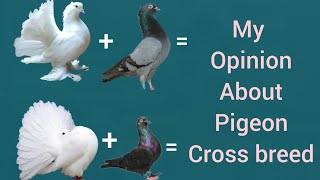 my opinion about pigeon cross breeding pigeon [upl. by Naugal]