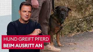 Hund springt Pferd und andere Hunde an Was tun  Der Hundeprofi [upl. by Lefton]