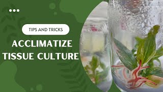 Tips Acclimatize Tissue Culture Plant thefirstplant [upl. by Catharina]