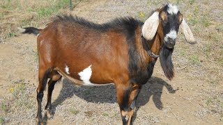 AngloNubian Goats  Large Meat And Milk Producers [upl. by Jake]