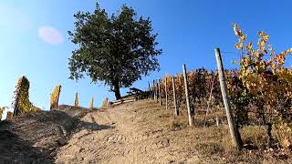 LANGHE  Anello Serralunga dAlba Sinio Serralunga dAlba  Foliage autunnale [upl. by Ardel243]