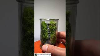 Easy terrarium learning for beginners [upl. by Hallam]