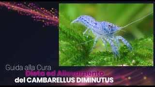 Guida alla Cura Dieta ed Allevamento del CAMBARELLUS DIMINUTUS [upl. by Auberon]