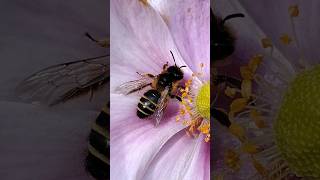 a female Andrena Bee in September [upl. by Jermayne997]