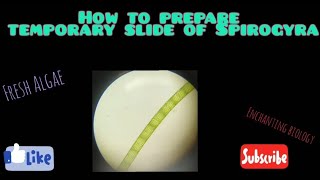 How to prepare slide of Spirogyra  Enchanting Biology  Class 10 [upl. by Borg]