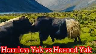 Hornless Yak vs Horned Yak l Yak Breed l ViralYak facts viral [upl. by Nnairac]