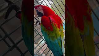 Green wing macaw nature relaxing viralvideo loveanimals cutebeautiful birds parrot macaw [upl. by Natsirt555]