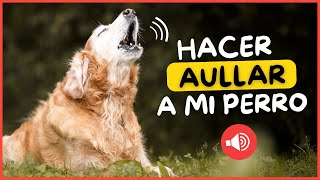 Prueba Para Hacer Aullar a un Perro 🐶🔊 Sonidos para perros [upl. by Tan949]