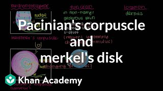 Pacinians Corpuscle and Merkels Disk  Integumentary system physiology  NCLEXRN  Khan Academy [upl. by Kohcztiy]