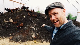 How Karl Hammer Feeds 600 Chickens Without Grains [upl. by Yrtua]