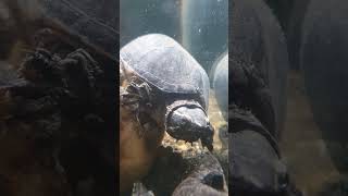 Sternotherus odoratus subscribe video turtle shorts [upl. by Schott]