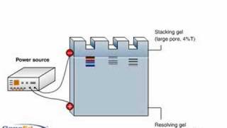 SDSPAGE polyacrylamide gel electrophoresis [upl. by Lynde]