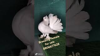 Fantail pigeons for sale  location bhiwandi pigeons for sale pigeons viralshorts viral shorts [upl. by Enimsaj737]