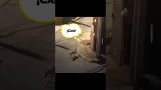 Mira lo que pasa si dejas a tu perro en la calle porhaynomas perros humor video viralvideo [upl. by Wojcik]