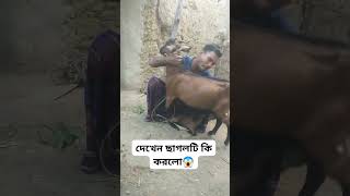 দেখেন ছাগলটি কি করলো। shortvideo comedyfilms amazing funny foryou [upl. by Miki]