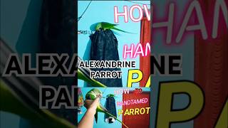 HOW TO HANDTAMED ALEXANDRINE PARROTalexanderparrotalexparrotalexanderparrotsalexandrineparrot [upl. by Denie713]