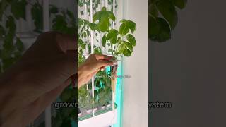 Basil grown in a hydroponic system vs basil grown in a kratky jar 🌱 indoorgardening shorts [upl. by Ycnalc]