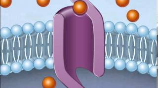 Osmosis  Osmolarity  Osmotic Equilibrium  Transport Across the Cell Membrane  Cell Physiology [upl. by Silsbye585]