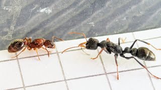 Myrmica sabuleti Italy vs Myrmecia urens Australia 12102024 [upl. by Aicenat]