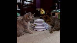 Kittens playing with butterfly toy rochesterny fosterkittenrescue kittensplaying cute kitten [upl. by Nnyre]