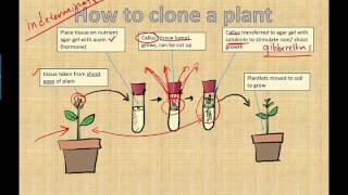 Micropropagation IB Biology 2015 [upl. by Ymorej]