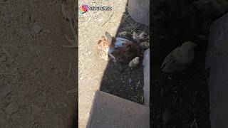 Gallinas dust bath [upl. by Korfonta]