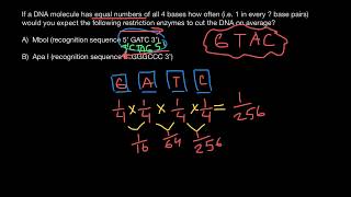 How to calculate how many times restriction enzyme will cut dsDNA [upl. by Vassily935]