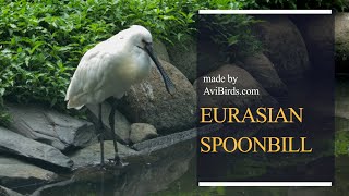 Eurasian Spoonbill Platalea Leucorodia [upl. by Attenyt741]